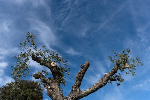 Ermida de Nossa Senhora da Graça em Nisa - Foto 5