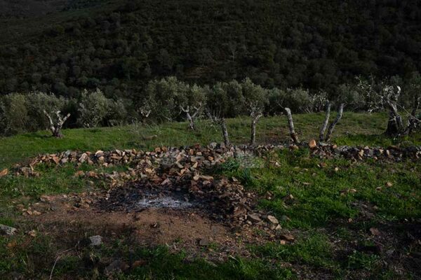 Oliveiras Alentejo quadro