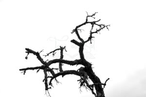 quadro-árvore-ramificações