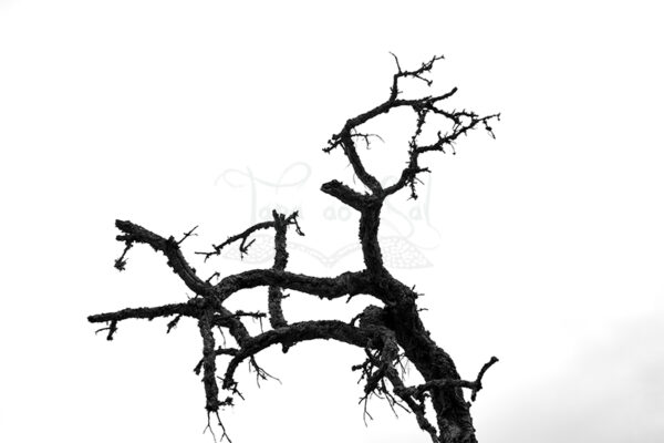 quadro-árvore-ramificações