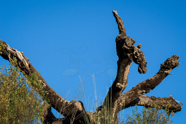 Montalvão - Foto 21