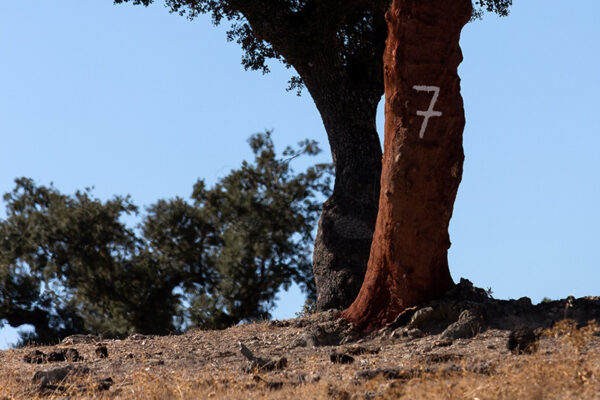 Montalvão - Foto 31