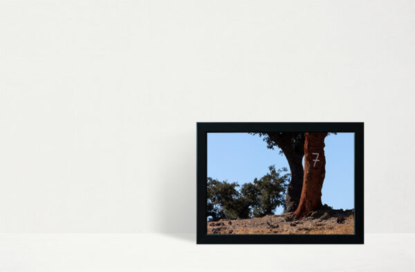 Montalvão - Foto 31