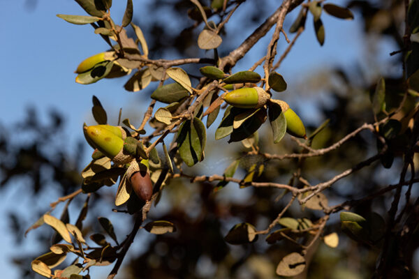 Montalvão - Foto 32