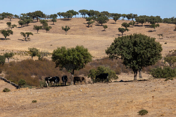 Montalvão - Foto 33