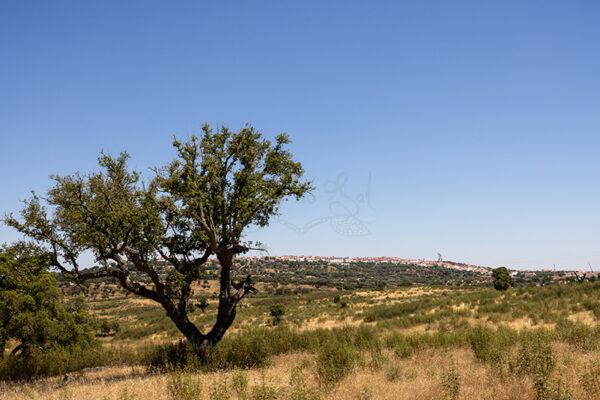 Montalvão - Foto 34