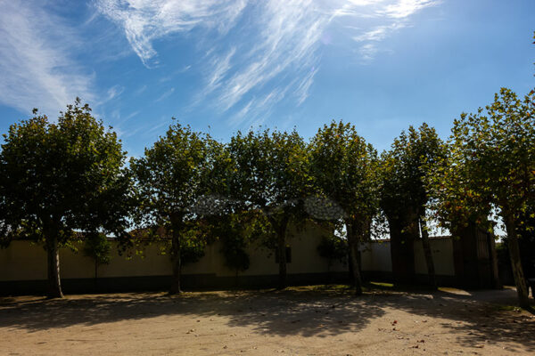 Mosteiro da Cartuxa - Foto 8