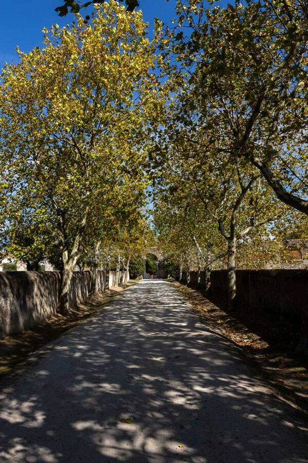 Mosteiro da Cartuxa - Foto 13