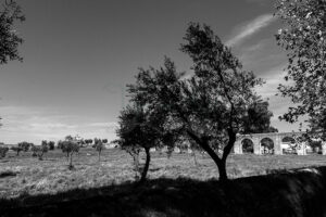 Mosteiro da Cartuxa - Foto 16