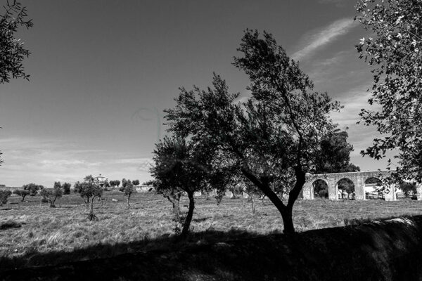 Mosteiro da Cartuxa - Foto 16