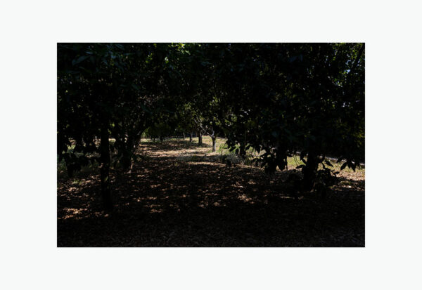 Mosteiro da Cartuxa - Foto 44