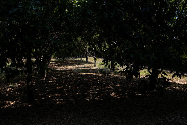 Mosteiro da Cartuxa - Foto 44