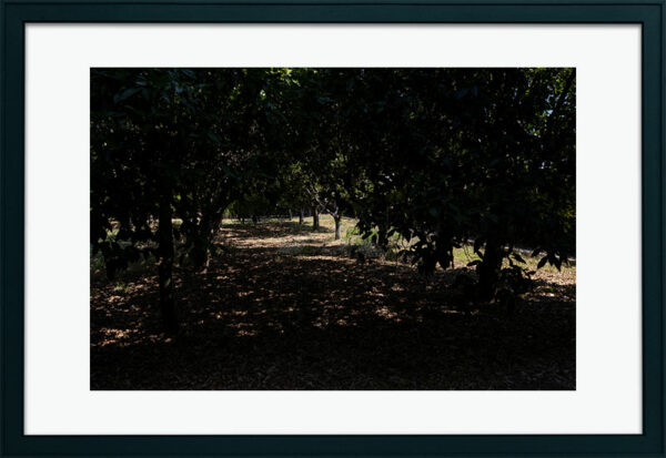 Mosteiro da Cartuxa - Foto 44