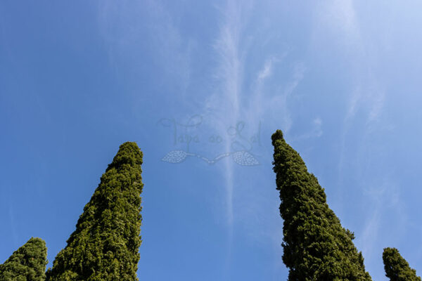 Mosteiro da Cartuxa - Foto 52