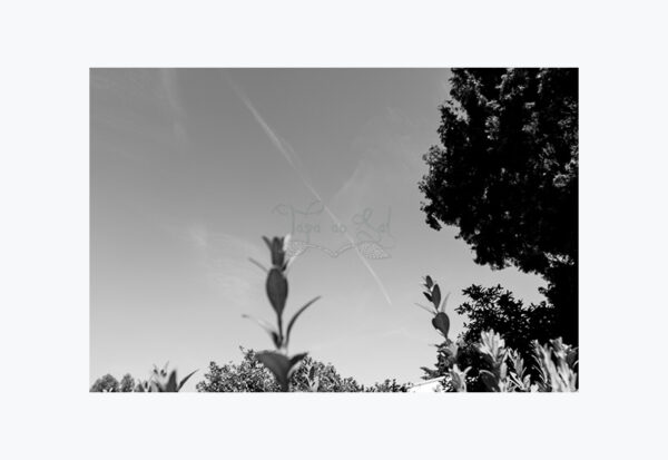 Mosteiro da Cartuxa - Foto 58