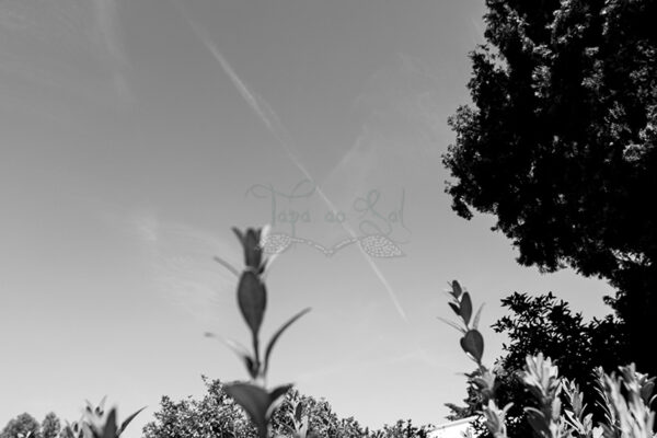 Mosteiro da Cartuxa - Foto 58