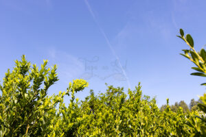 Mosteiro da Cartuxa - Foto 60