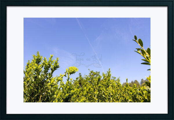 Mosteiro da Cartuxa - Foto 60