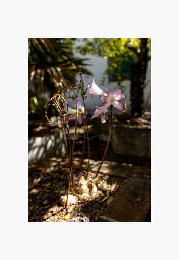 Mosteiro da Cartuxa - Foto 86