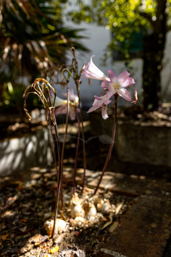 Mosteiro da Cartuxa - Foto 86