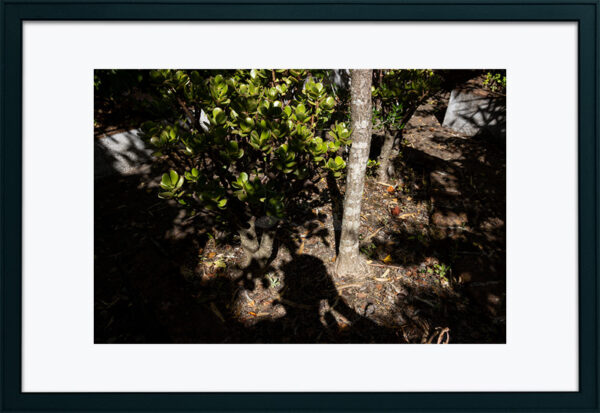 Mosteiro da Cartuxa - Foto 87