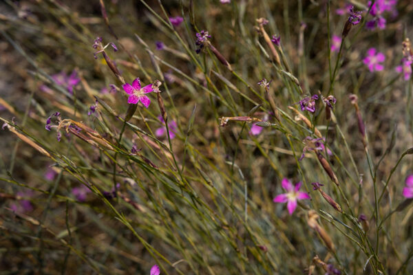 Aldeia de Sortelha - Foto 31