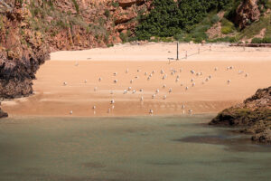 Arquipélago das Berlengas - ID14