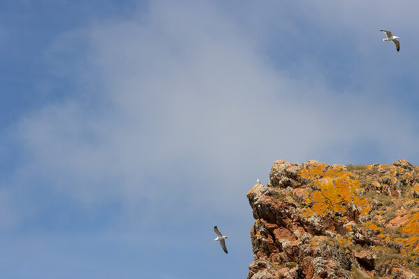 Arquipélago das Berlengas - ID15