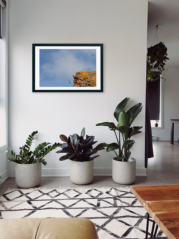 Arquipélago das Berlengas - ID15