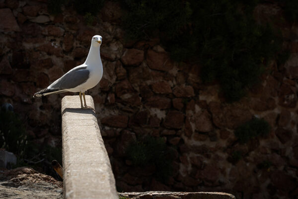 Arquipélago das Berlengas - ID16