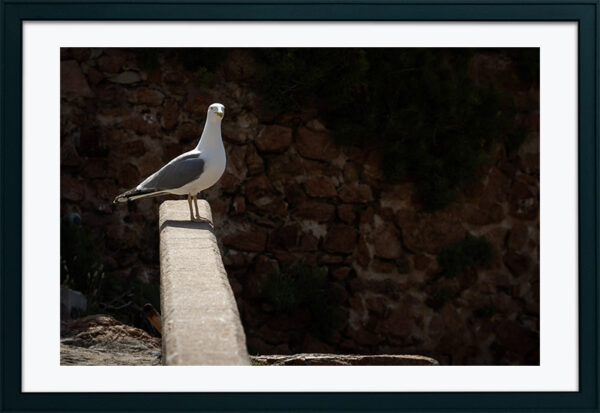 Arquipélago das Berlengas - ID16