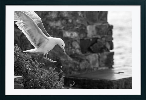 Arquipélago das Berlengas - ID17