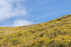 Arquipélago das Berlengas - ID19