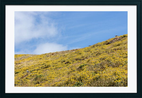 Arquipélago das Berlengas - ID19