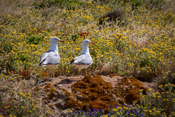 Arquipélago das Berlengas - ID21