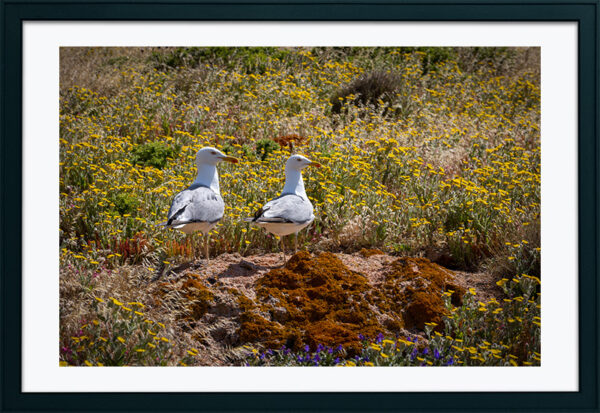Arquipélago das Berlengas - ID21