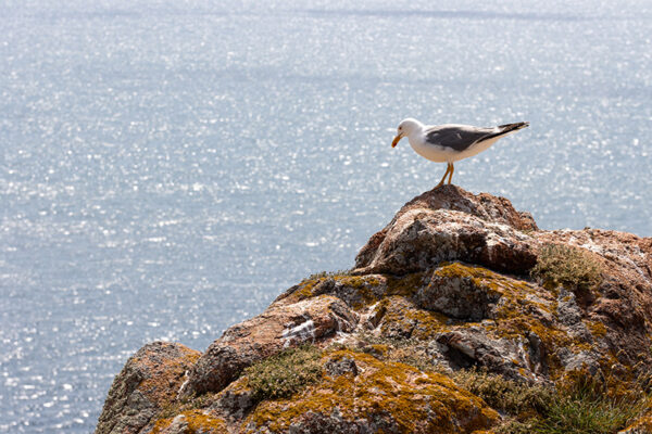Arquipélago das Berlengas - ID26