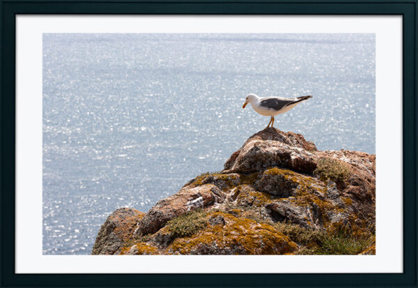 Arquipélago das Berlengas - ID26
