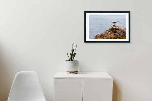 Arquipélago das Berlengas - ID26