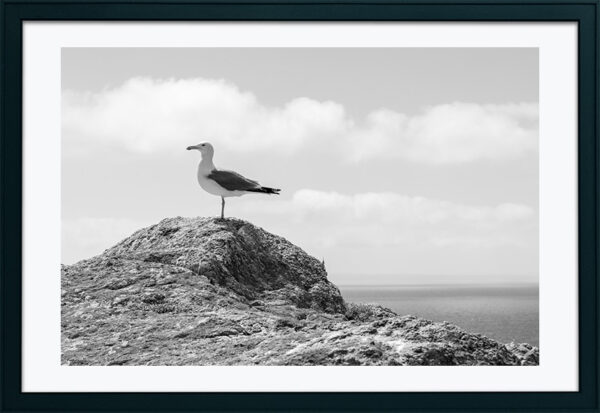 Arquipélago das Berlengas - ID28