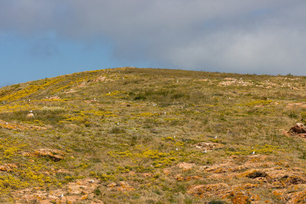 Arquipélago das Berlengas - ID32