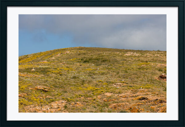 Arquipélago das Berlengas - ID32