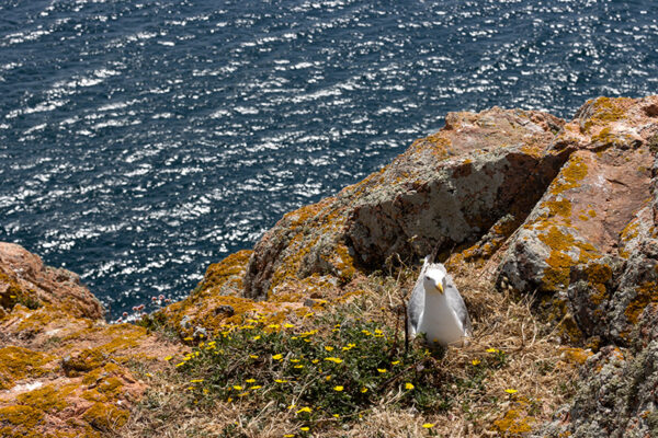Arquipélago das Berlengas - ID33