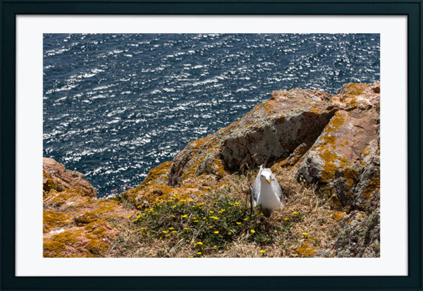 Arquipélago das Berlengas - ID33