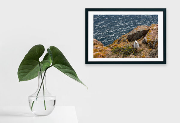 Arquipélago das Berlengas - ID33