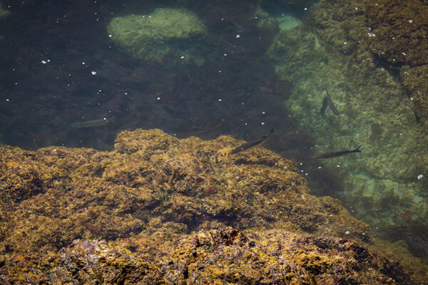 Arquipélago das Berlengas - ID63