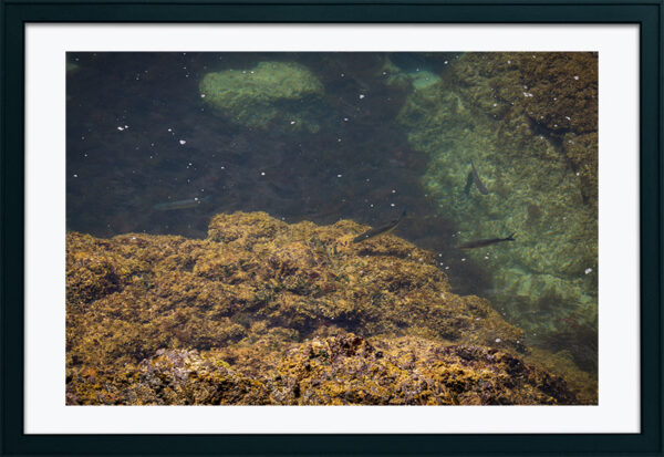 Arquipélago das Berlengas - ID63