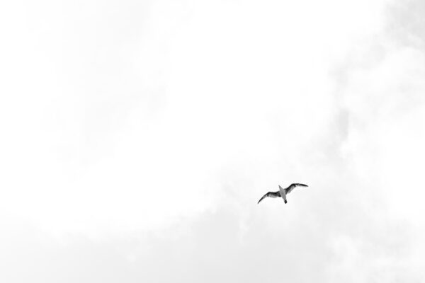 Arquipélago das Berlengas - ID68