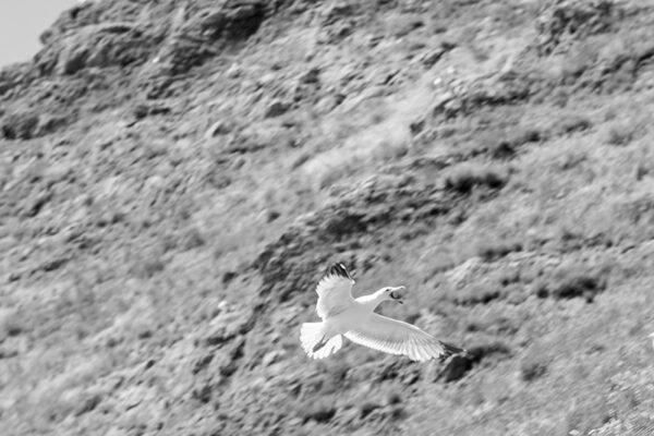 Arquipélago das Berlengas - ID72