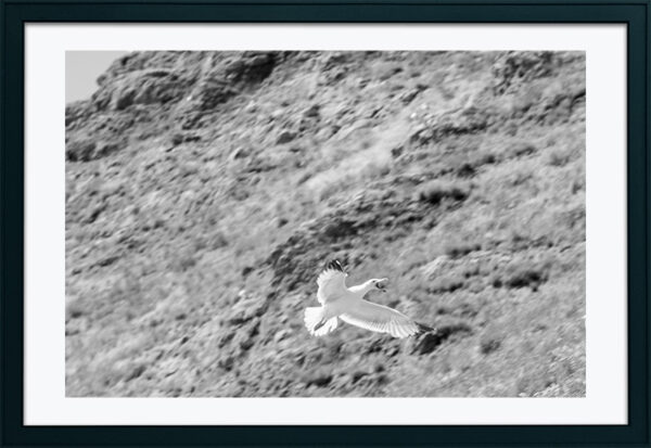 Arquipélago das Berlengas - ID72